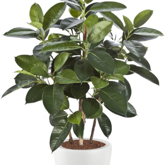 Ficus elastica