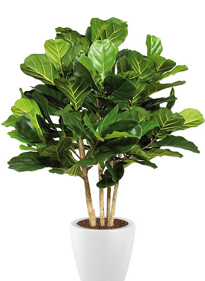 Ficus lyrata