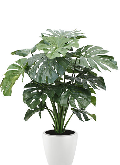 Monstera deluxe