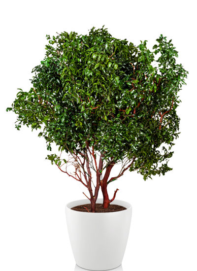 Pittosporum