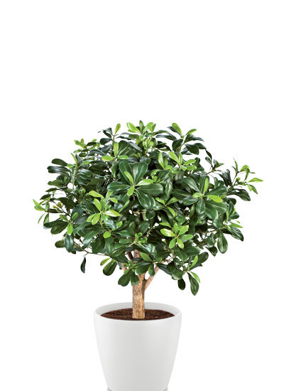 Pittosporum ball tree