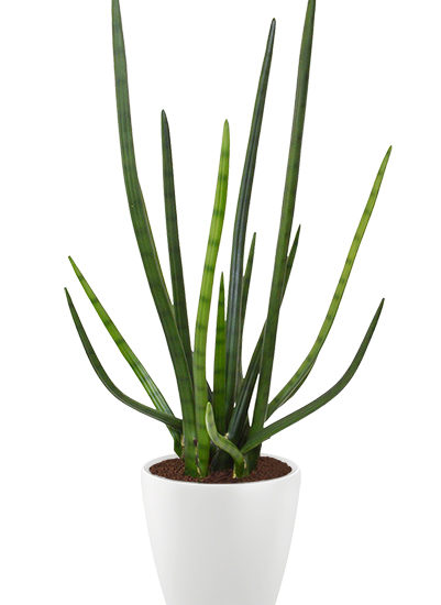 Sansevieria cylindrica