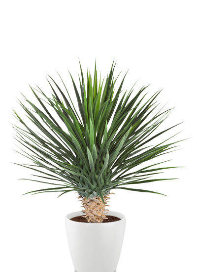 Yucca rostrata deluxe