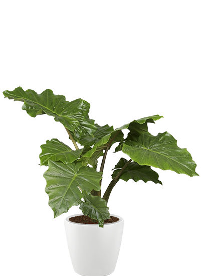 Alocasia portadora plante