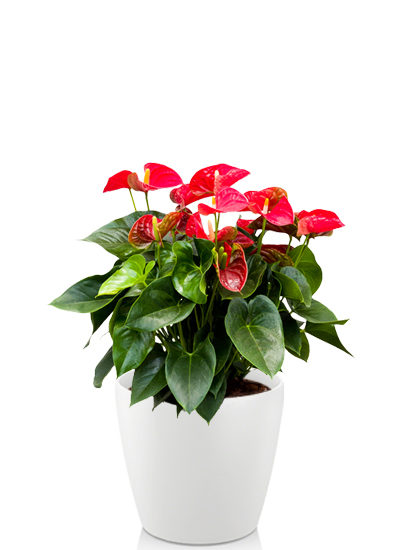 Anthurium and sierra