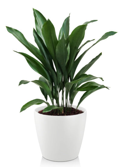 Aspidistra elatoir plante