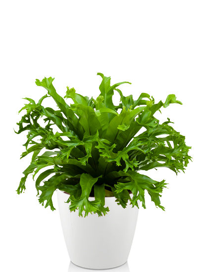 Asplenium amy plante