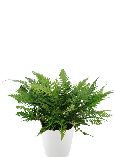 Athyrium plante