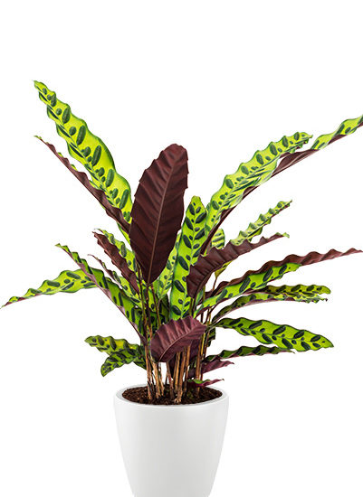 Calathea insignis plante