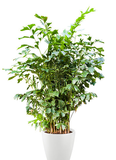 Caryota mitis plante