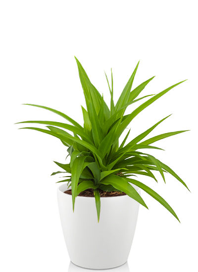 Chlorophytum lemon plante