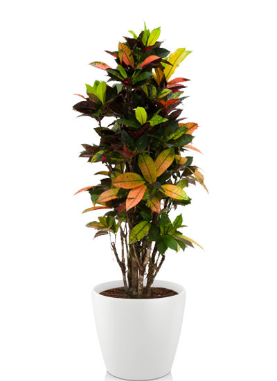 Croton iceton plante