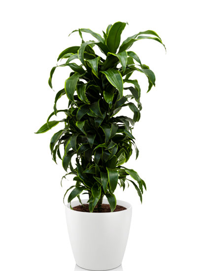 Dracaena dorado plante