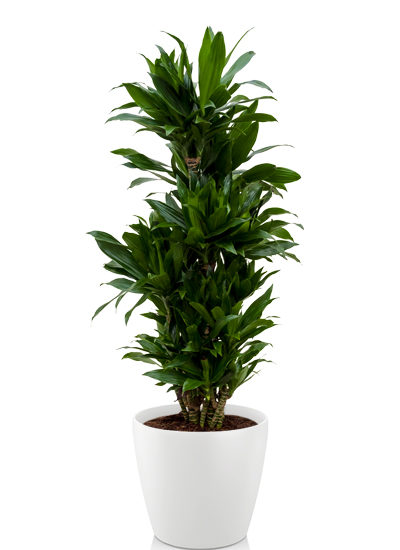 Dracaena janet craig plante