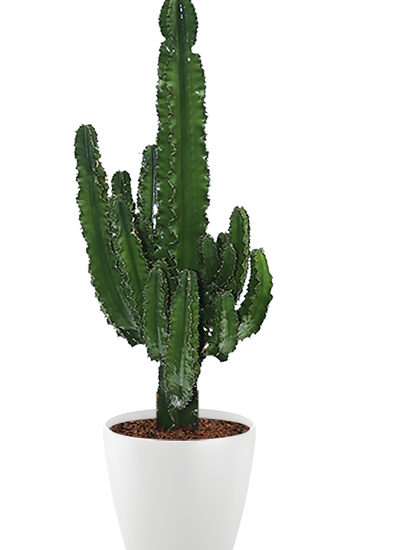 Euphorbia ingens plante