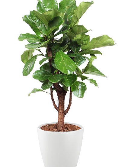 Ficus lyrata plante