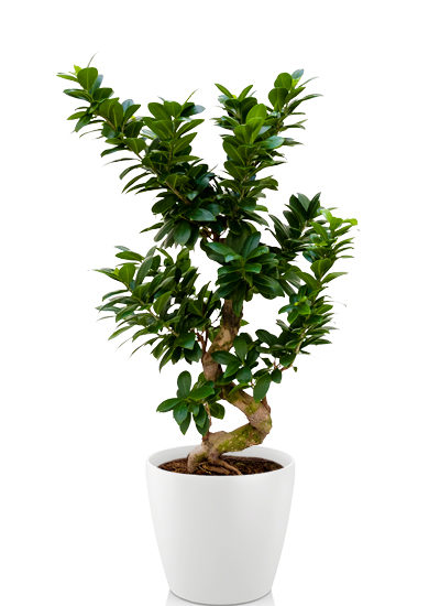 Ficus microcarpa compacta plante