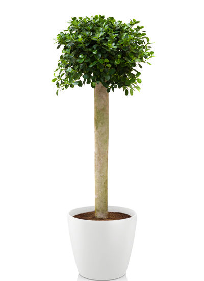 Ficus panda plante