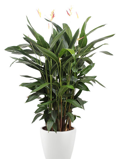 Heliconia hawaii plante