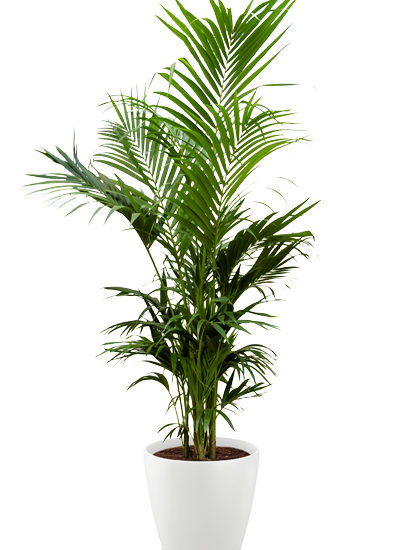 Howea fosteriana plante