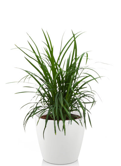 Ophiopogon japonica plante