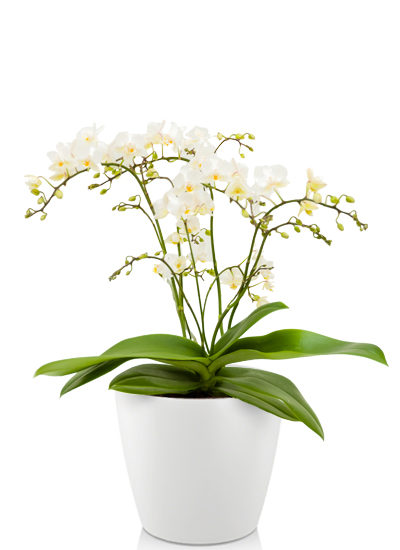 Phalaenopsis plante