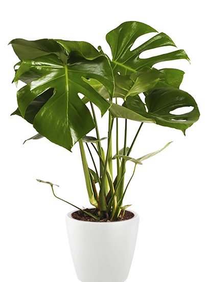 Philodendron pertusem monstera plante