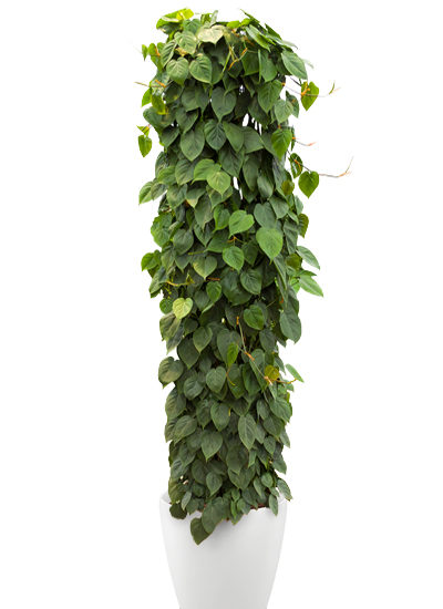 Philodendron scandens plante