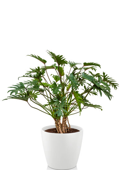 Philodendron selloum plante