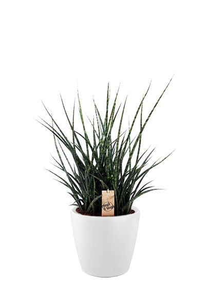 Sansevieria fernwood punk plante