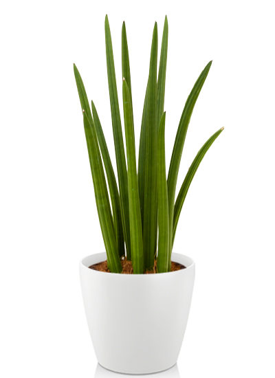 Sansevieria spikes plante