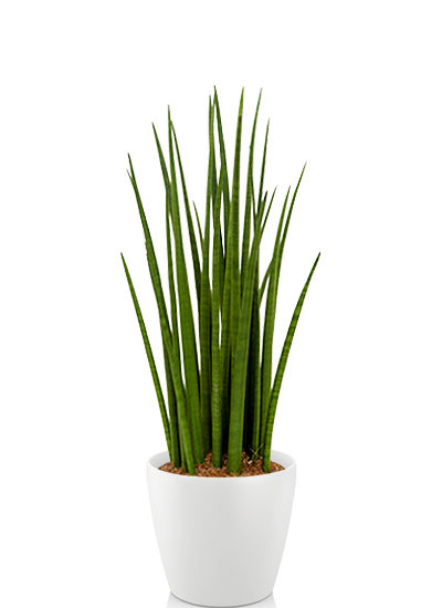 Sansevieria spikes plante