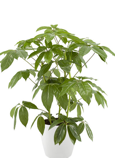 Schefflera Actin. Emerald Green planter